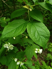 Philadelphus inodorus