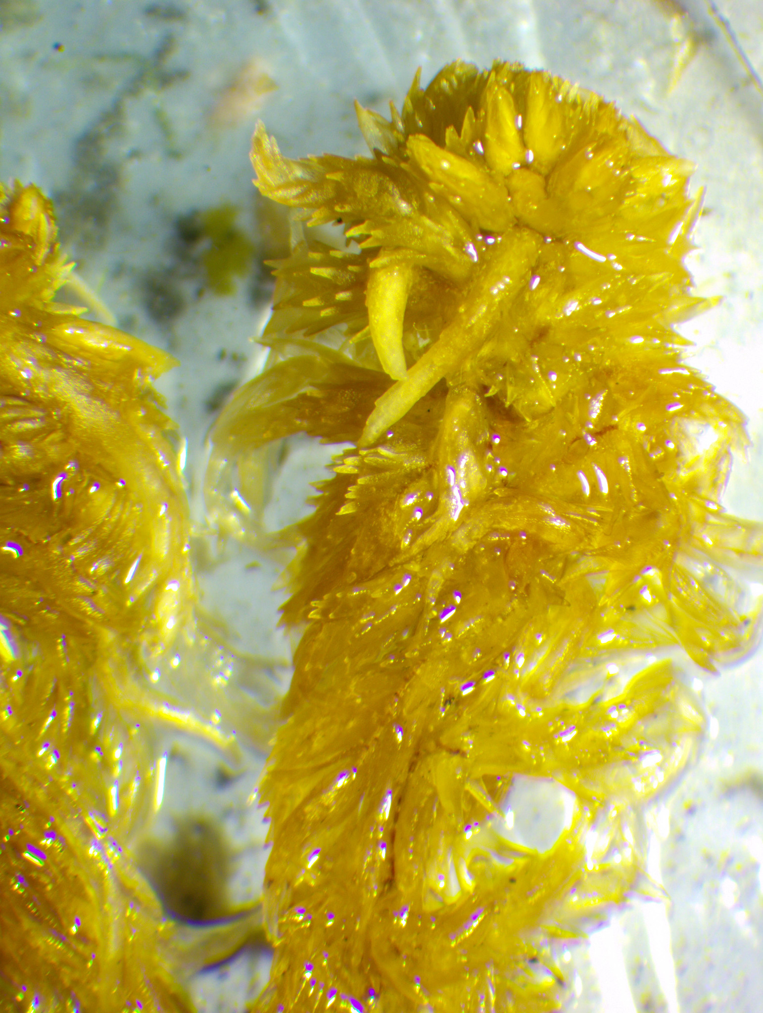 Sphagnum incundum