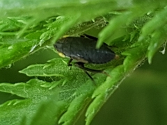 Aphrodes makarovi