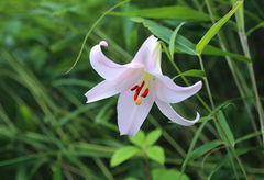 Lilium japonicum