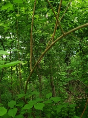 Philadelphus inodorus