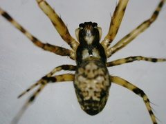 Dolichognatha