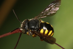 Micranthidium