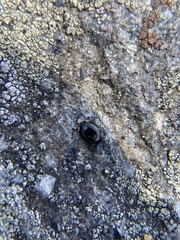 Hyperaspis bigeminata