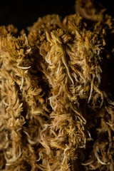Sphagnum incundum