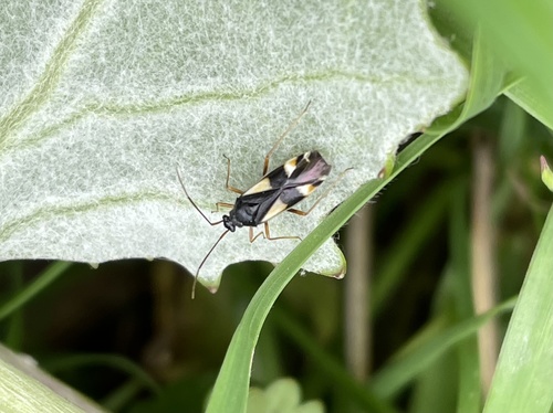 four-spotted plant bug, Lindenholt, Nimwegen, Gelderland, NL, photo 6 of 10