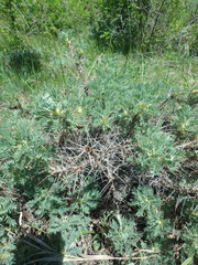 Astragalus arnacantha
