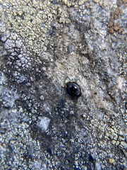 Hyperaspis bigeminata