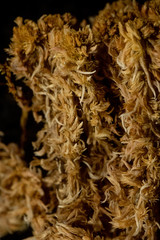 Sphagnum incundum