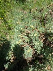 Astragalus arnacantha