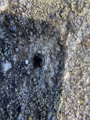 Hyperaspis bigeminata