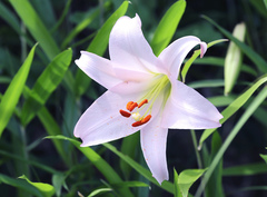 Lilium japonicum