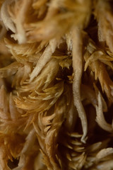 Sphagnum incundum