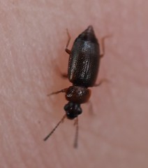 Coleoptera