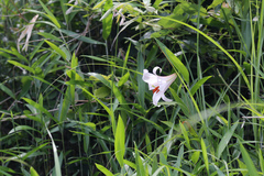 Lilium japonicum