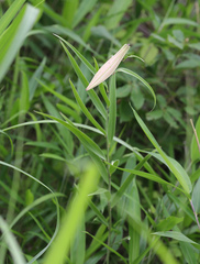 Lilium japonicum