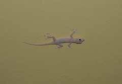 Ptyodactylus hasselquistii