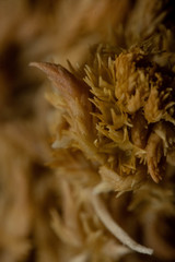 Sphagnum incundum
