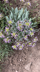 Phoenicaulis cheiranthoides