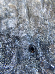 Hyperaspis bigeminata