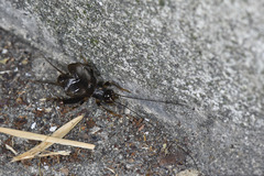 Vietacheta picea