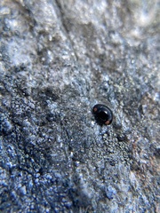 Hyperaspis bigeminata