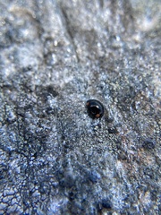 Hyperaspis bigeminata