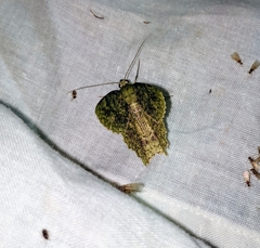 Herochroma urapteraria