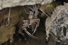 Heteropoda pingtungensis