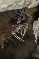 Heteropoda pingtungensis