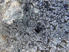 Hyperaspis bigeminata