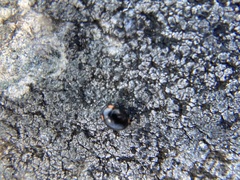 Hyperaspis bigeminata