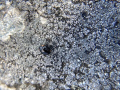 Hyperaspis bigeminata