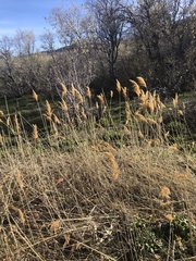 Phragmites australis americanus