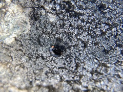 Hyperaspis bigeminata