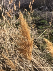 Phragmites australis americanus