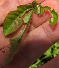 Calotheca