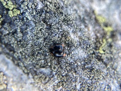 Hyperaspis bigeminata