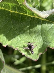 Rivellia syngenesiae