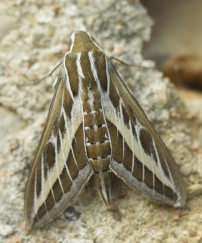 Hyles livornica