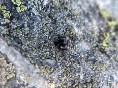 Hyperaspis bigeminata