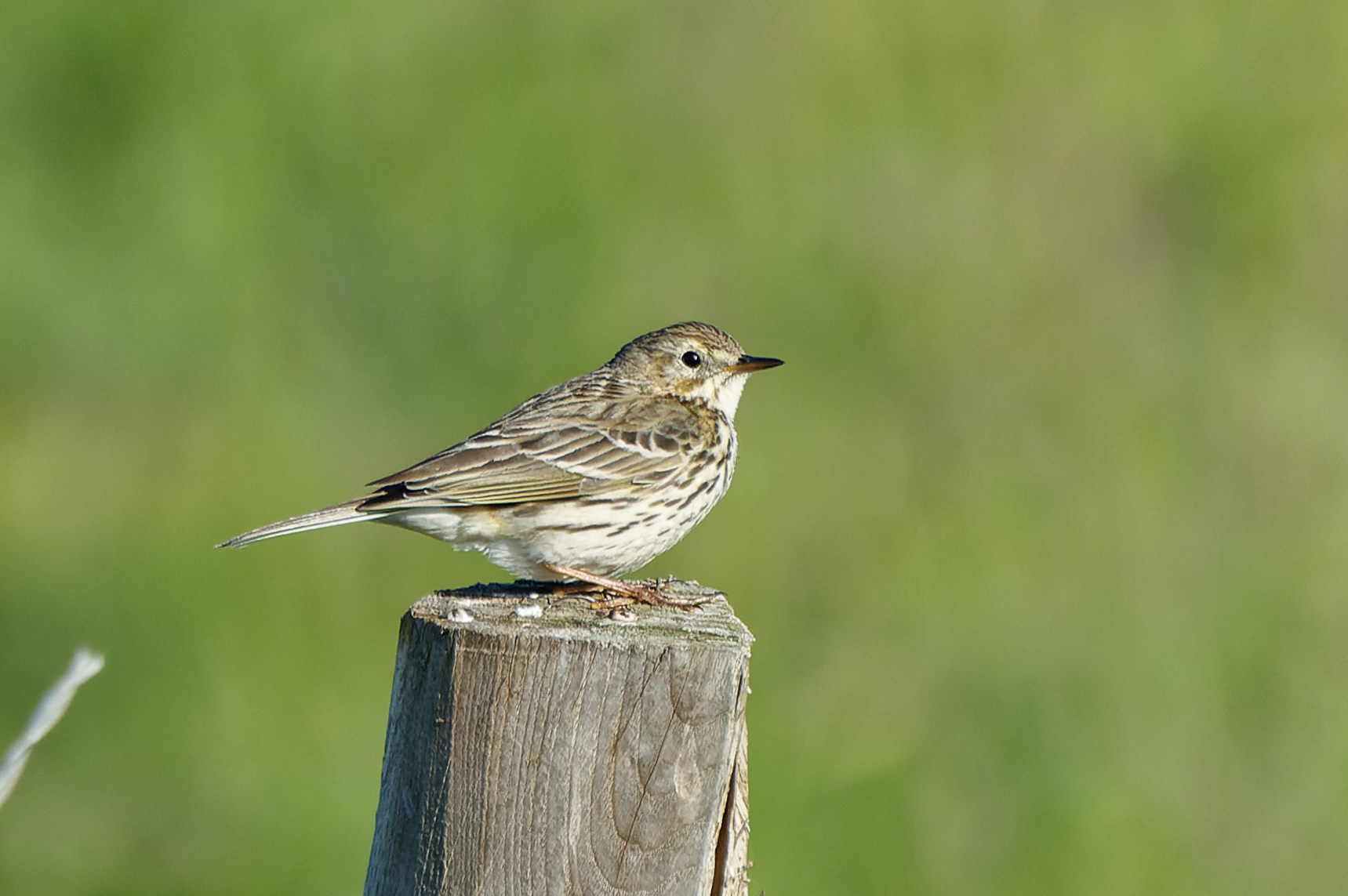 Meadow Pipit (Anthus pratensis)
