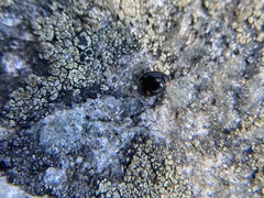 Hyperaspis bigeminata