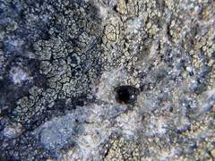 Hyperaspis bigeminata