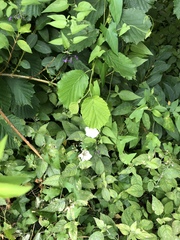 Calystegia sepium