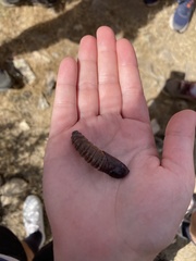Noctua fimbriata