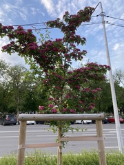 Crataegus × media