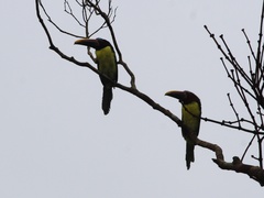 Pteroglossus viridis