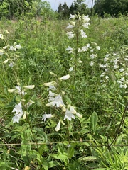 Penstemon tubaeflorus