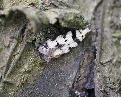 Pseudotelphusa scalella